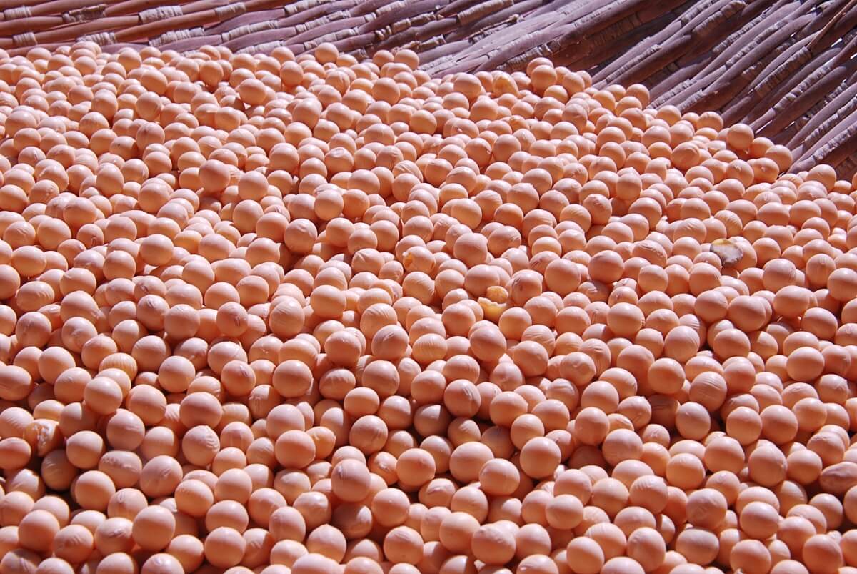 Close-up photograph of hundreds of pale golden soybeans spread densely across a woven bamboo mat. The rounded beans fill most of the frame, while the linear bamboo pattern remains visible along the upper edge. Warm sunlight emphasizes the beans&rsquo; smooth surfaces and the natural texture of the mat. Photograph by nishimura1123m via Pixabay, published February 28, 2016.